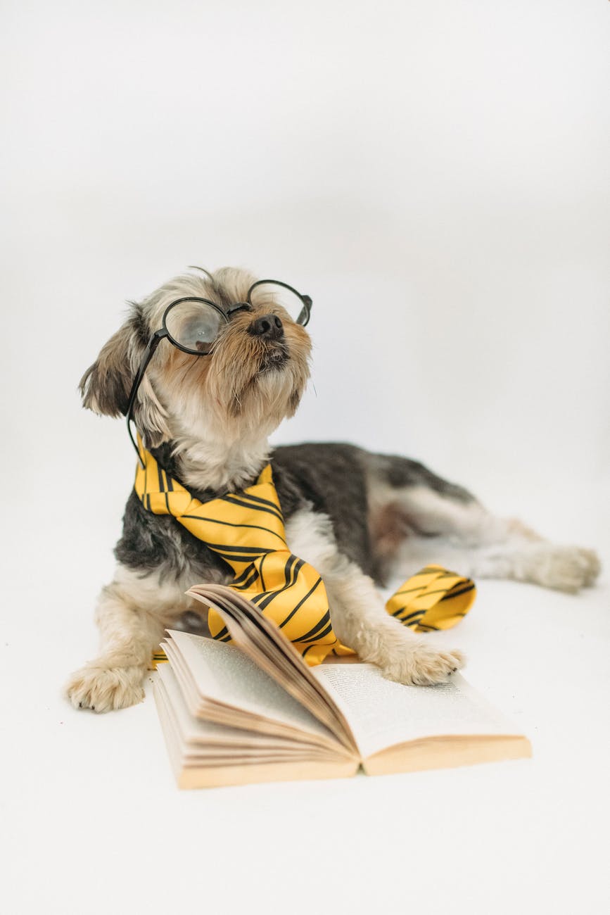 funny puppy in eyeglasses with opened book